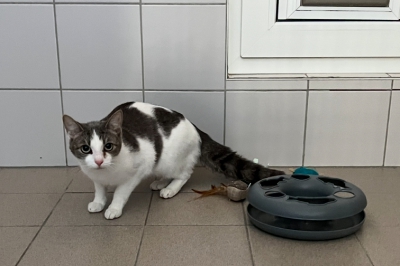 Fundkatze 26.04.2025 Fundkatze 26.04.2025